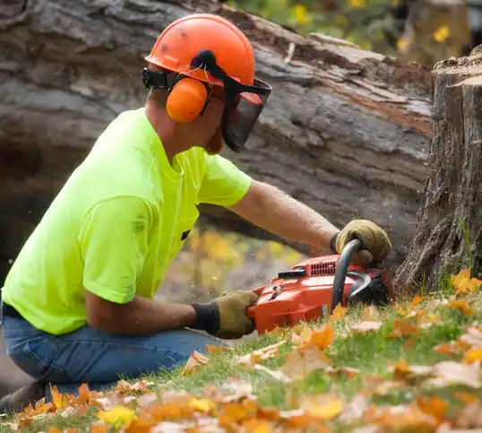 tree services Lanagan